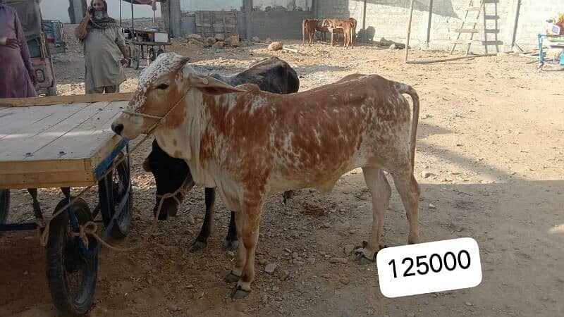 Al Sheikh Cattle Farm 1