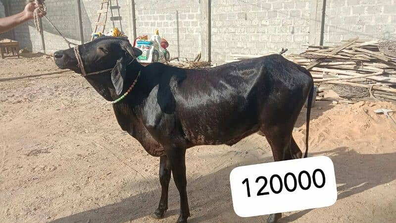 Al Sheikh Cattle Farm 2