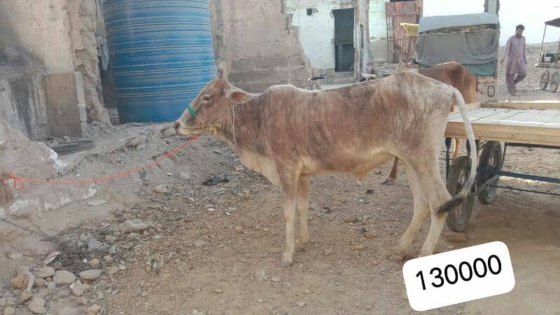 Al Sheikh Cattle Farm 3
