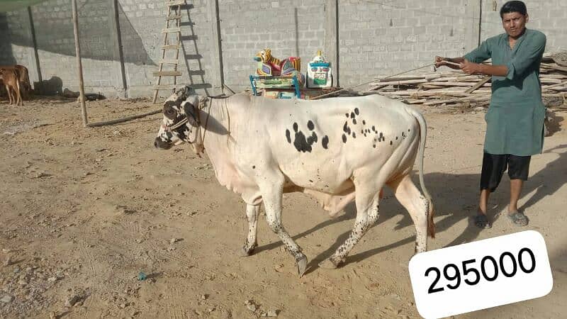Al Sheikh Cattle Farm 4