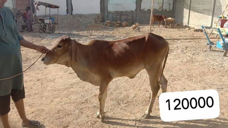 Al Sheikh Cattle Farm 5