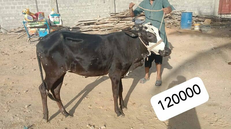 Al Sheikh Cattle Farm 6