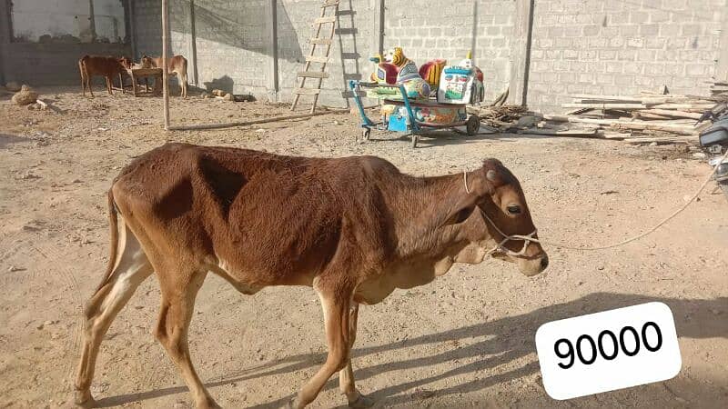 Al Sheikh Cattle Farm 7