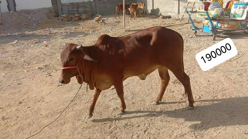 Al Sheikh Cattle Farm 8