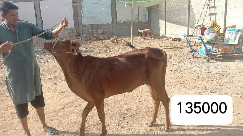 Al Sheikh Cattle Farm 9