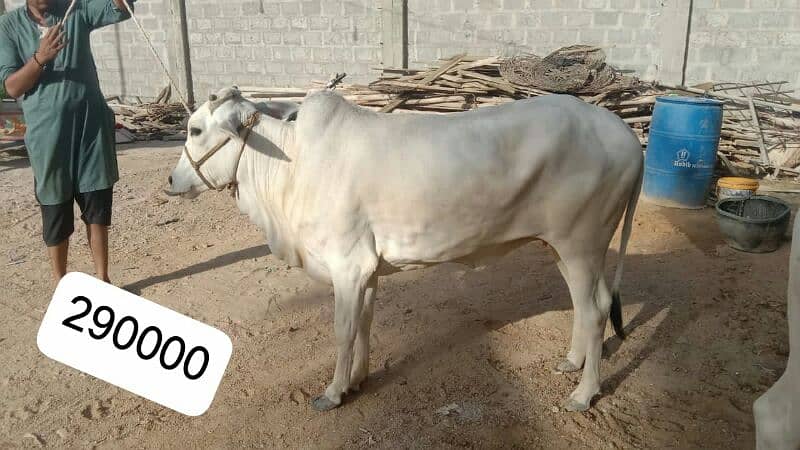 Al Sheikh Cattle Farm 10