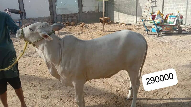 Al Sheikh Cattle Farm 11