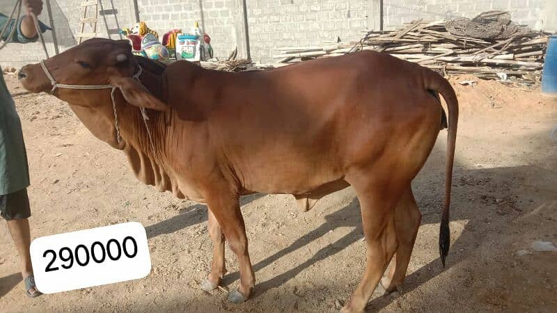Al Sheikh Cattle Farm 12