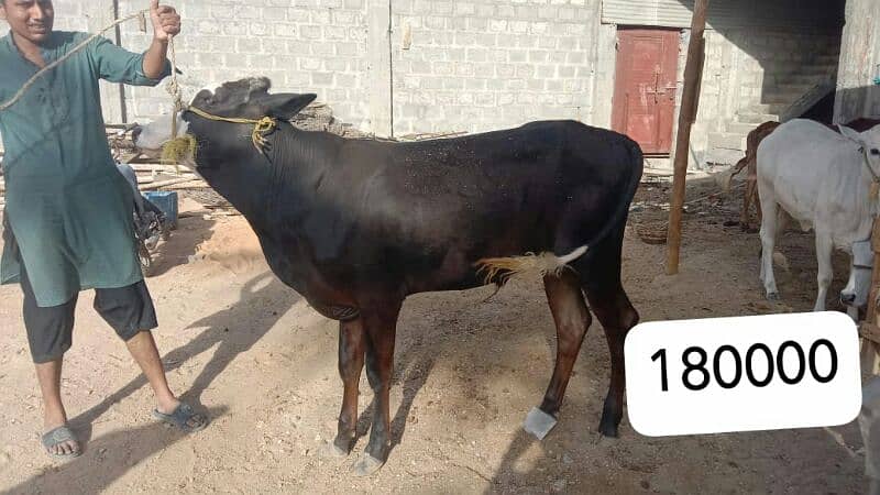 Al Sheikh Cattle Farm 13
