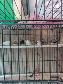 Orange finch