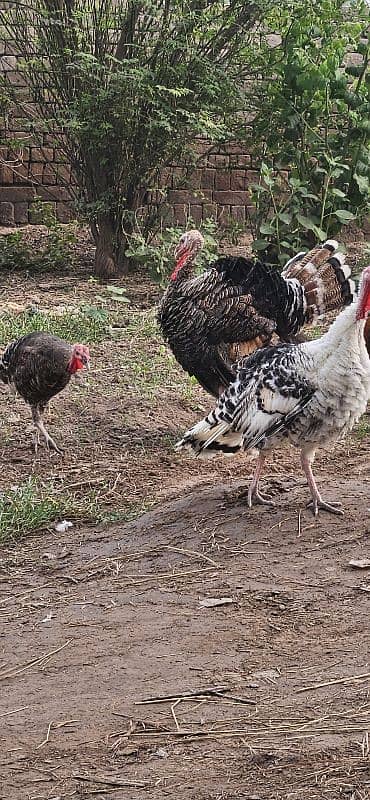 turkey birds breaders 2