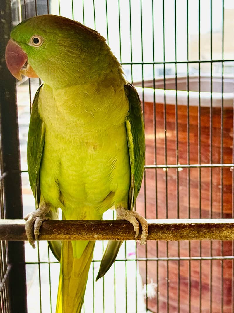 Raw Parrots Confirmed Breeder Pair Available 0