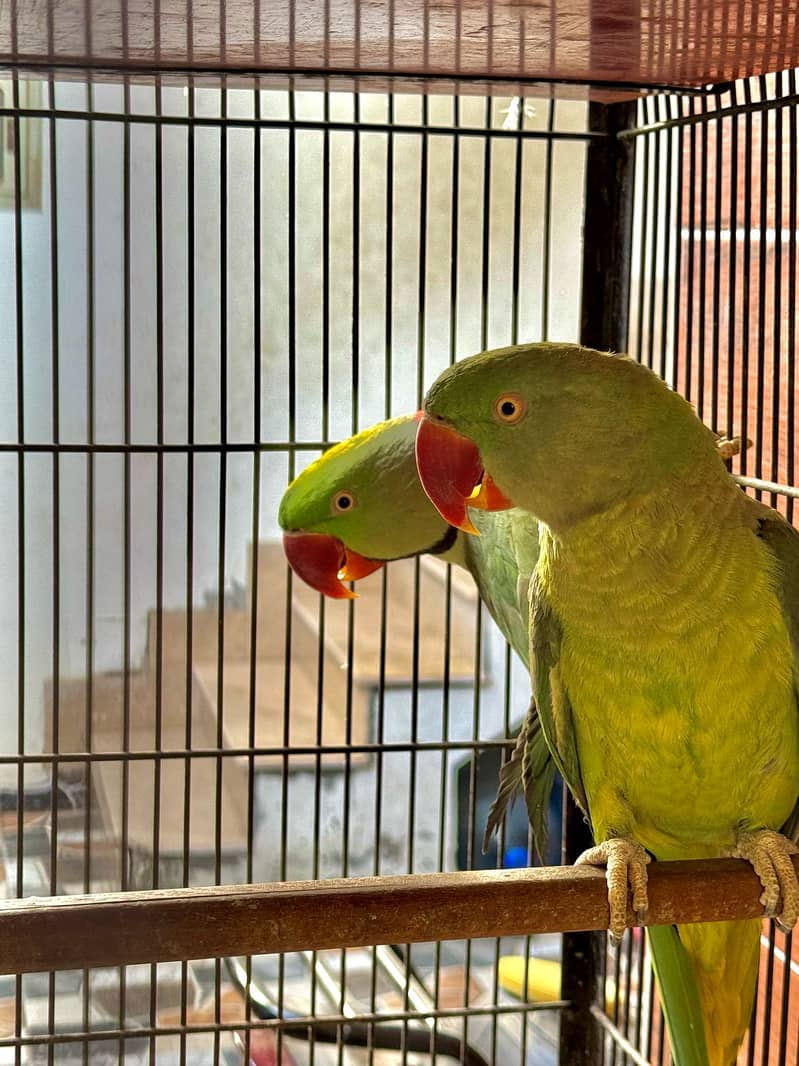 Raw Parrots Confirmed Breeder Pair Available 1