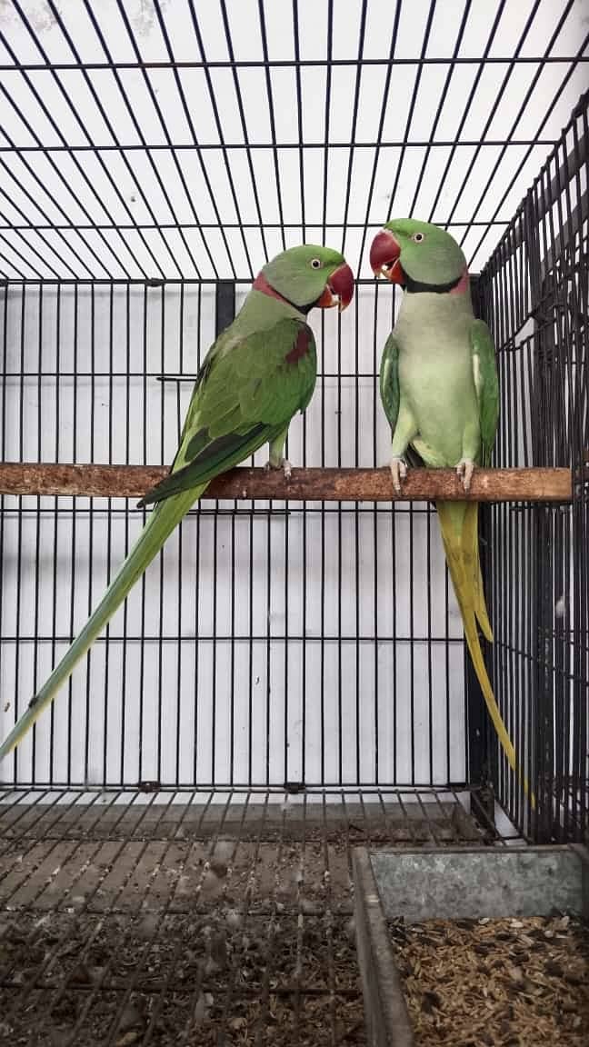 Raw Parrots Confirmed Breeder Pair Available 2