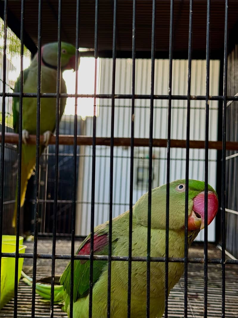 Raw Parrots Confirmed Breeder Pair Available 3