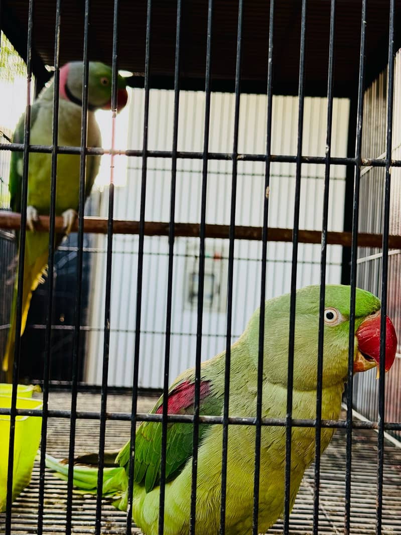 Raw Parrots Confirmed Breeder Pair Available 4