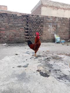 for