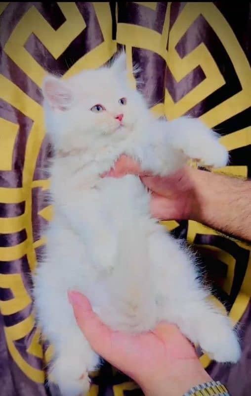 triple code female kitten 0
