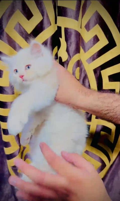 triple code female kitten 2
