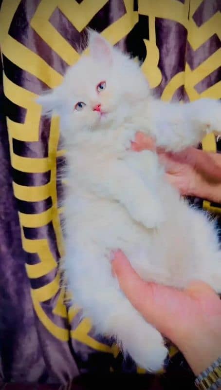 triple code female kitten 4
