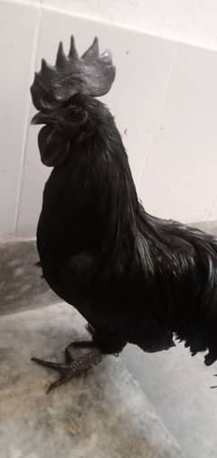 jet black