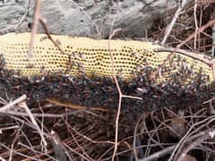 small bee honey
