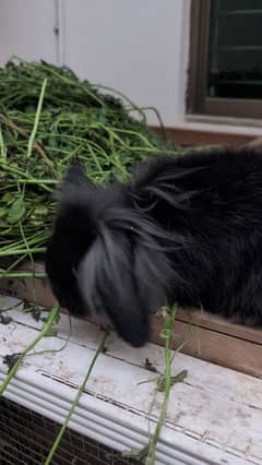 Rabbits | Bunnies | Available For Sale | Rabbits In Lahore