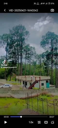 murre