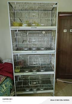 Parrot