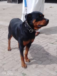 Rottweiler