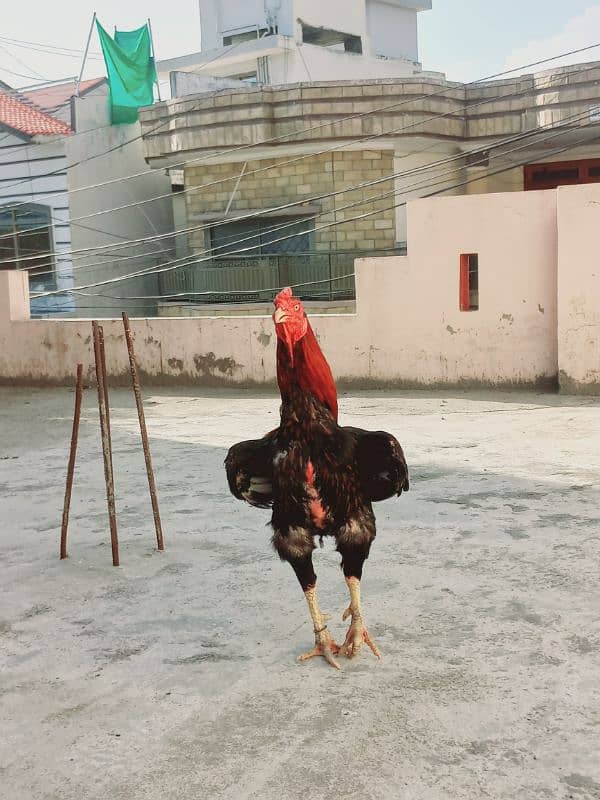 Aseel meyawali 0