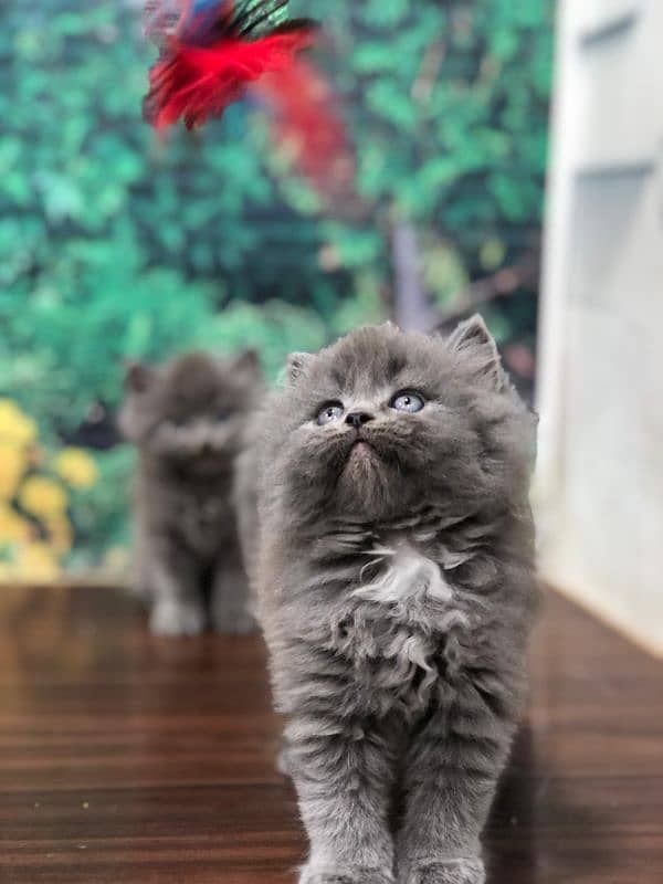 Persian Punch face triple coat cat Kitten 1