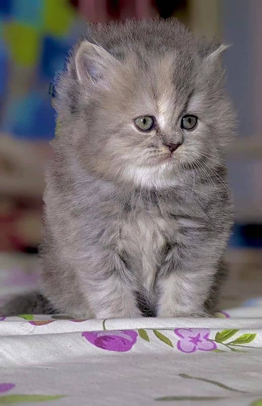 Persian Punch face triple coat cat Kitten 10