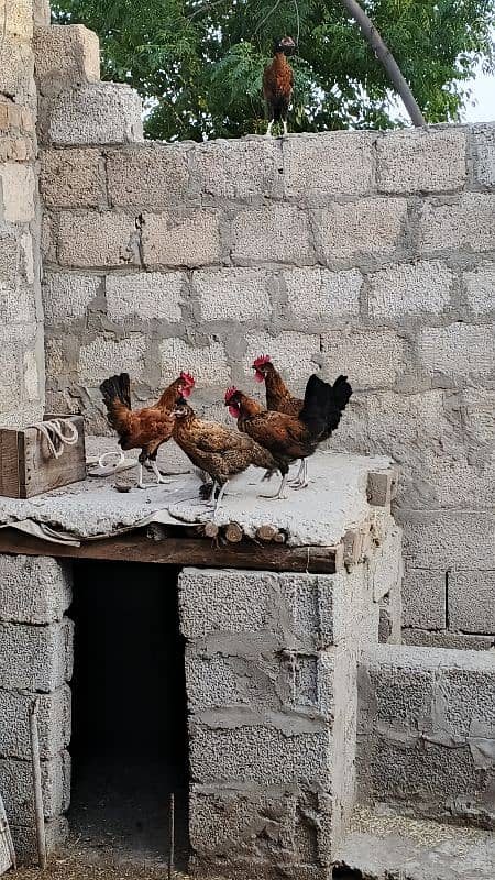 polish hen 1