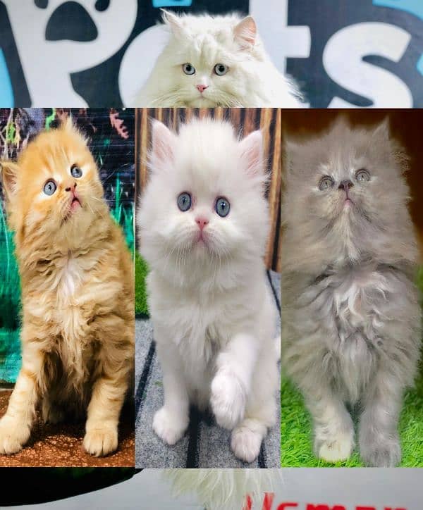 Persian Punch face triple coat cat Kitten 0