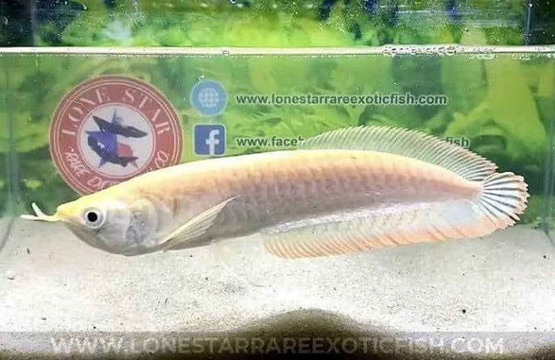 pure albino arowana fish 0