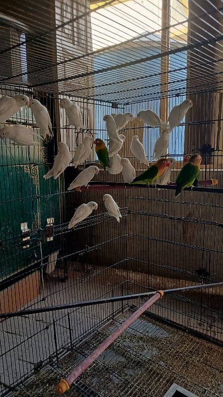 18 piece Albino Black Eye and  4 piece Green Fisher 2