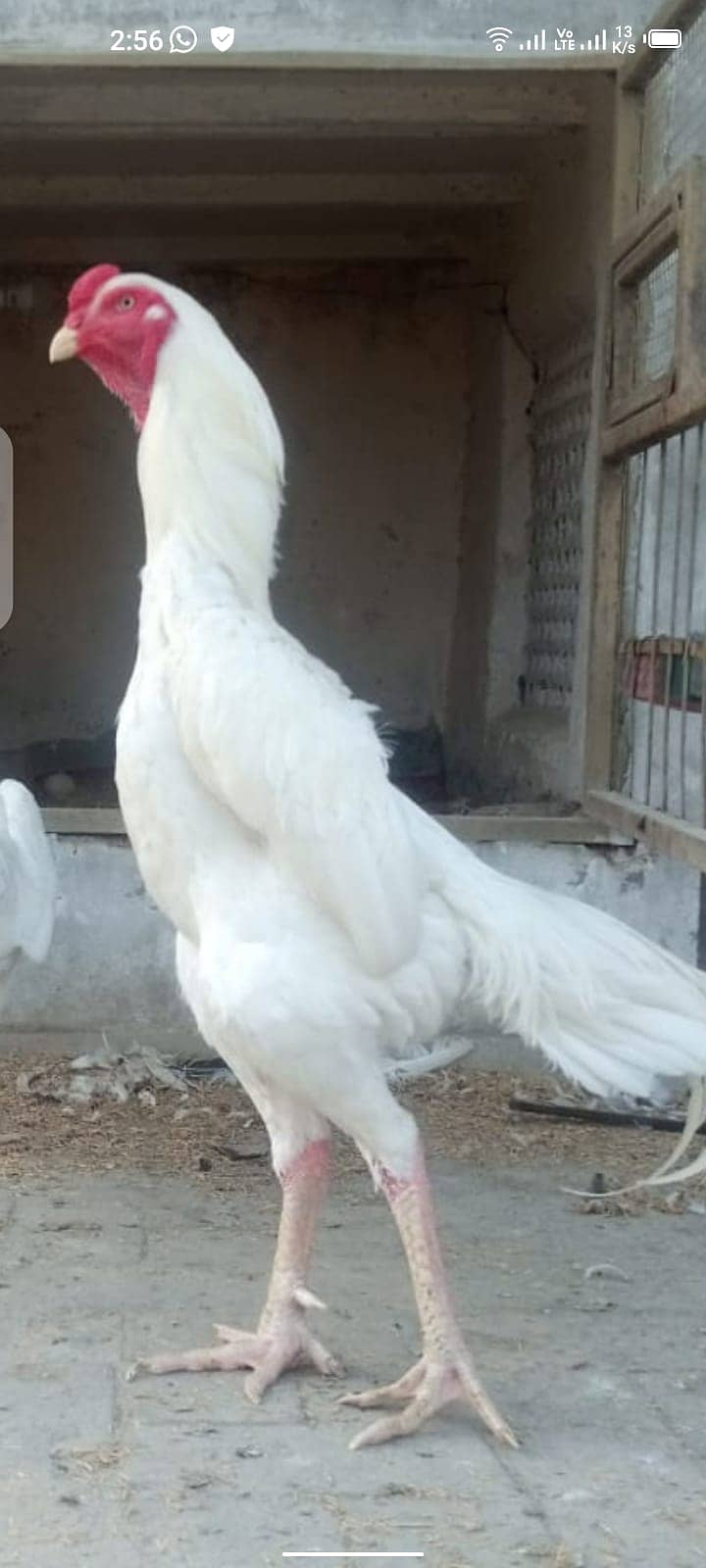 king size/ shamo chicks/high top quality/white shamo/pure aseel chicks 0