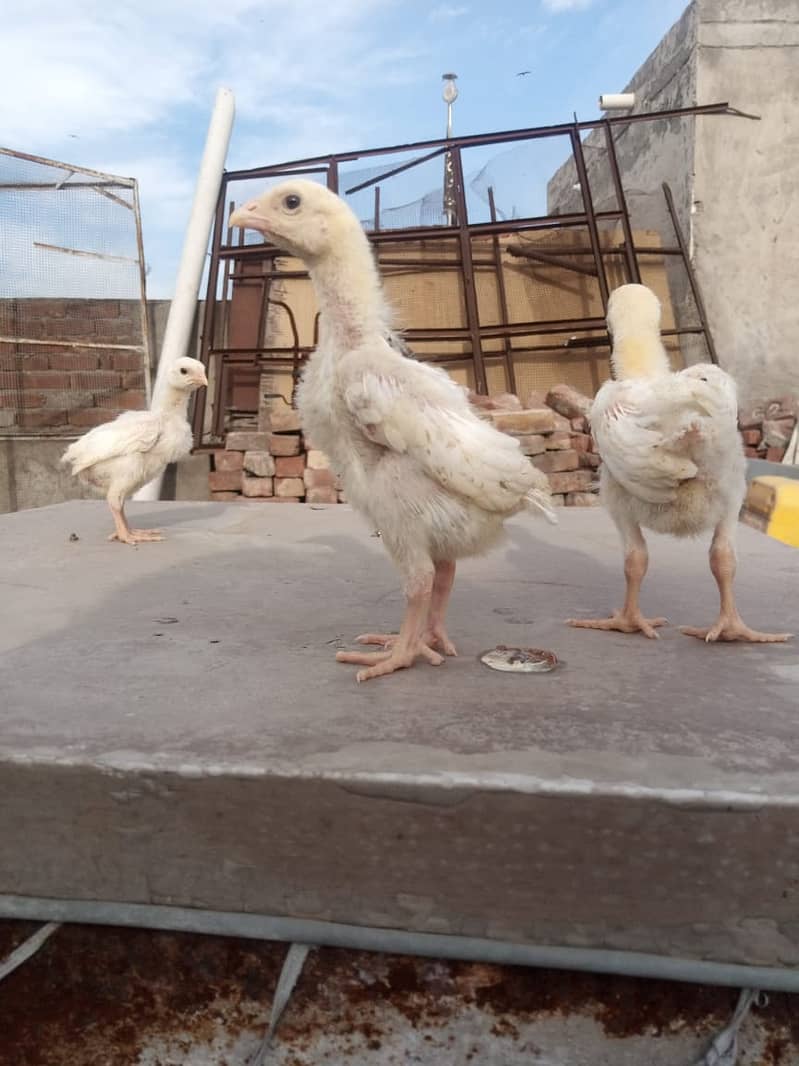 king size/ shamo chicks/high top quality/white shamo/pure aseel chicks 1