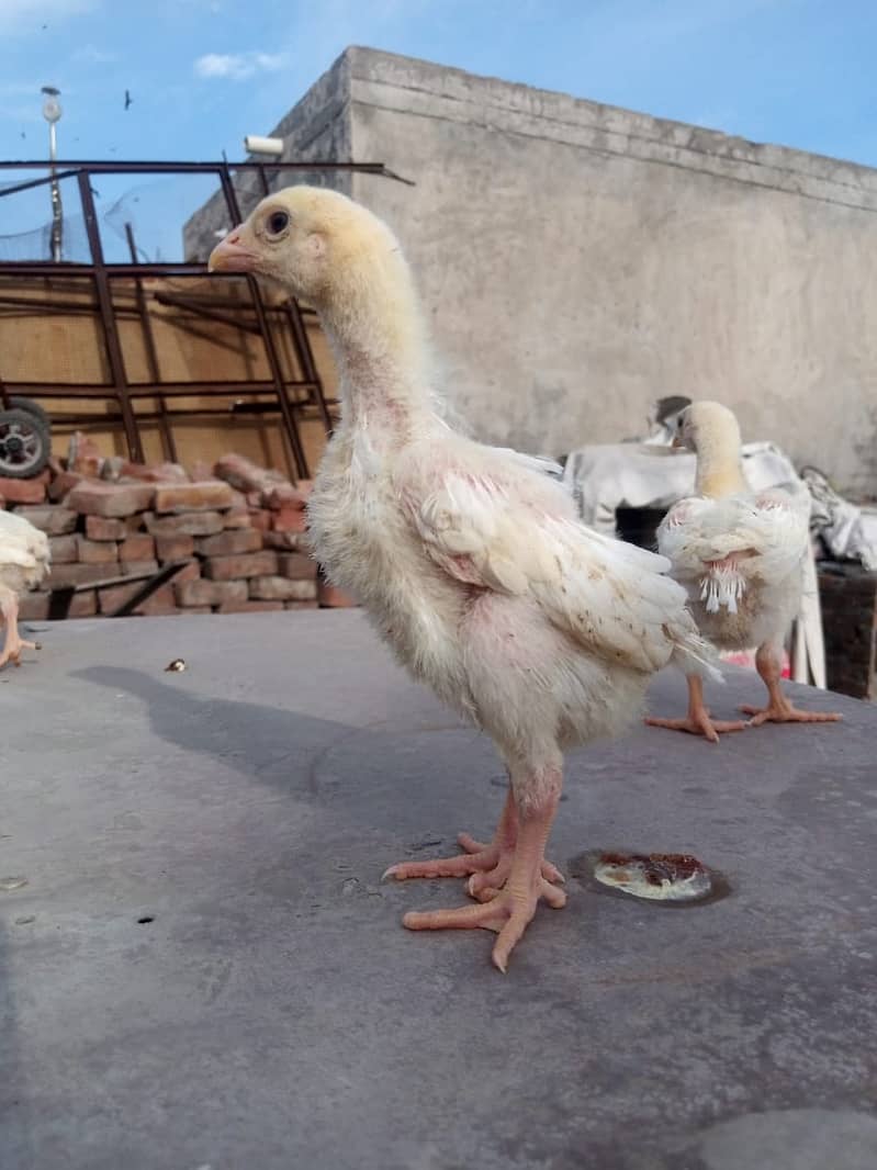 king size/ shamo chicks/high top quality/white shamo/pure aseel chicks 2