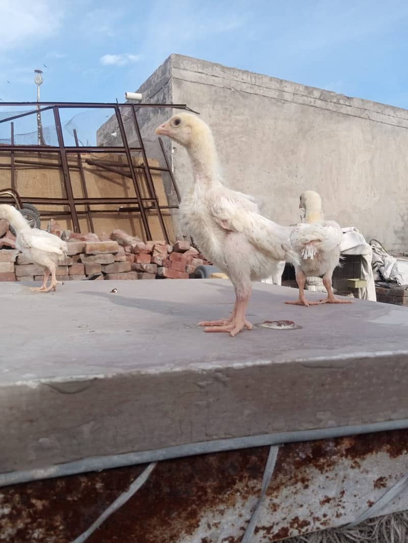 king size/ shamo chicks/high top quality/white shamo/pure aseel chicks 3