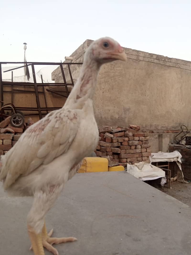 king size/ shamo chicks/high top quality/white shamo/pure aseel chicks 4
