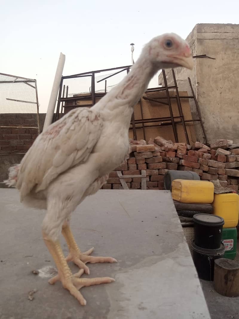 king size/ shamo chicks/high top quality/white shamo/pure aseel chicks 6