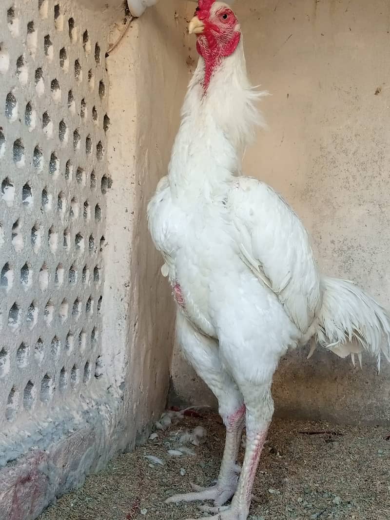 king size/ shamo chicks/high top quality/white shamo/pure aseel chicks 8