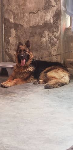 German