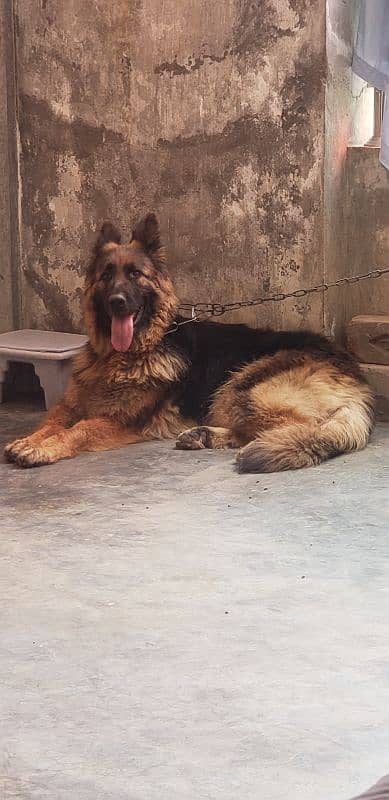 German shepherd breeder female for sale (Extreme Quality) 0