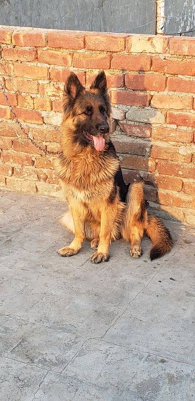 German shepherd breeder female for sale (Extreme Quality) 1