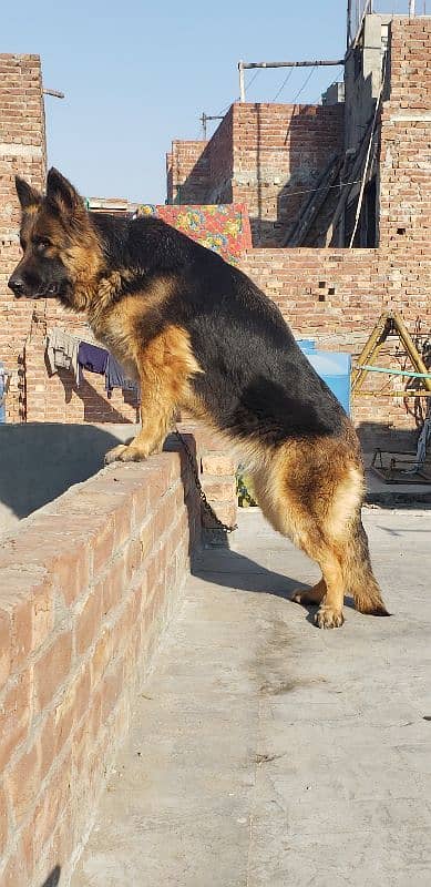 German shepherd breeder female for sale (Extreme Quality) 2