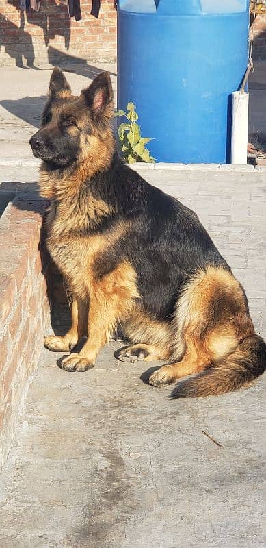 German shepherd breeder female for sale (Extreme Quality) 3