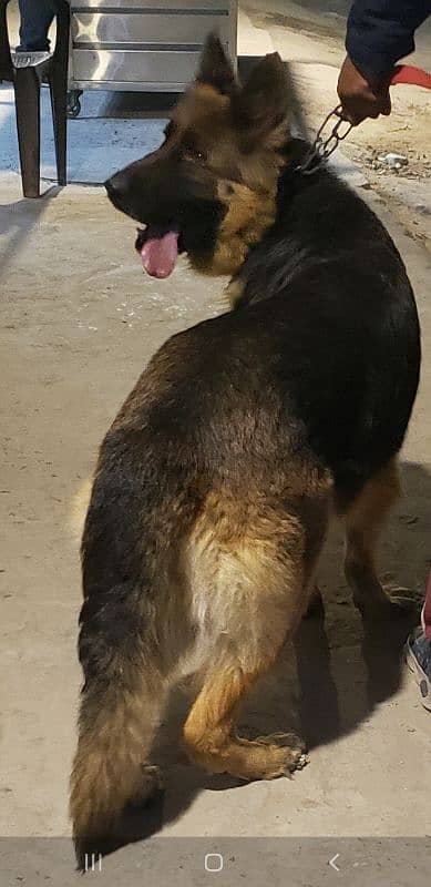 German shepherd breeder female for sale (Extreme Quality) 4